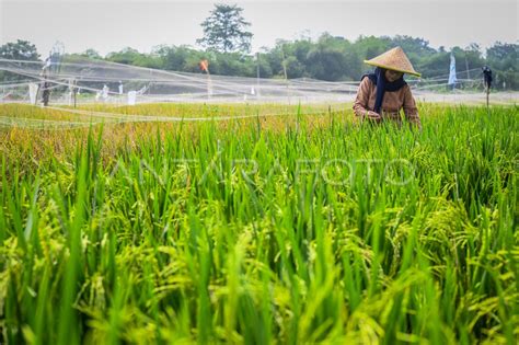 Penurunan Luas Panen Padi Di Indonesia Antara Foto