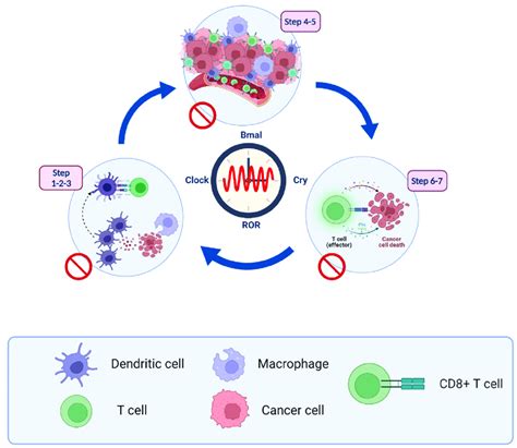 Cross Talk Between Immunity Cycle And Circadian Cycle Genes