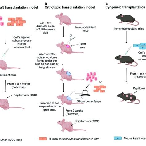 Carcinogen Induced Models Of Cscc Schematic Representation Of The Download Scientific