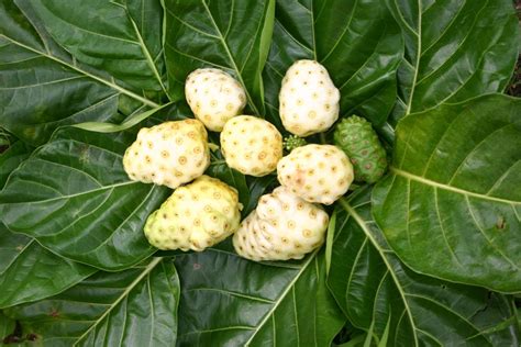 Noni fruit