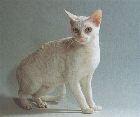 German Rex Cat Info, Temperament, Care, Pictures