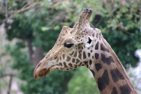 Giraff Djur D Ggdjur Gratis Foto P Pixabay Pixabay