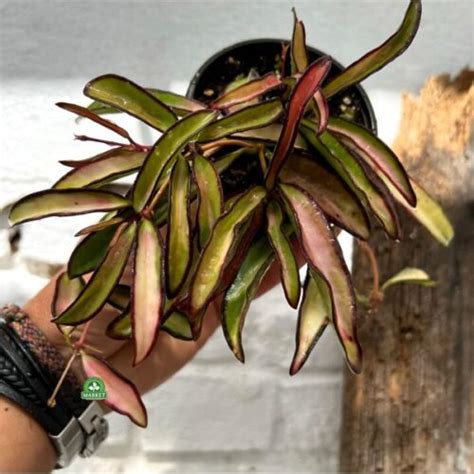 Hoja Wayetti Variegata I Hoya Wayetii Kentiana Florens Market