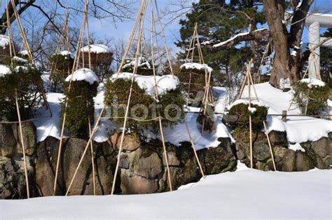 豪雪地帯の雪囲い 冬の風物詩 No 22127455｜写真素材なら「写真ac」無料（フリー）ダウンロードok