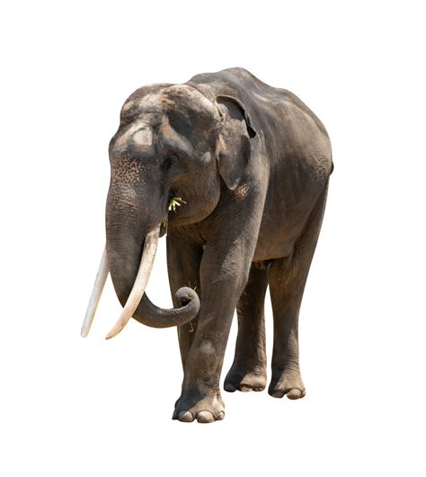 Asia Elephant Isolated 37365955 PNG