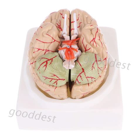 Disassembled Anatomical Human Brain Model Anatomy Medical Teaching Tool