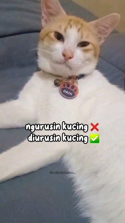 10001 Kucing Kayak Orin 🥰 Youtube