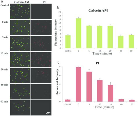 Cytosolic delivery of calcein-AM and PI in A549 cells. a) Calcein-AM ...