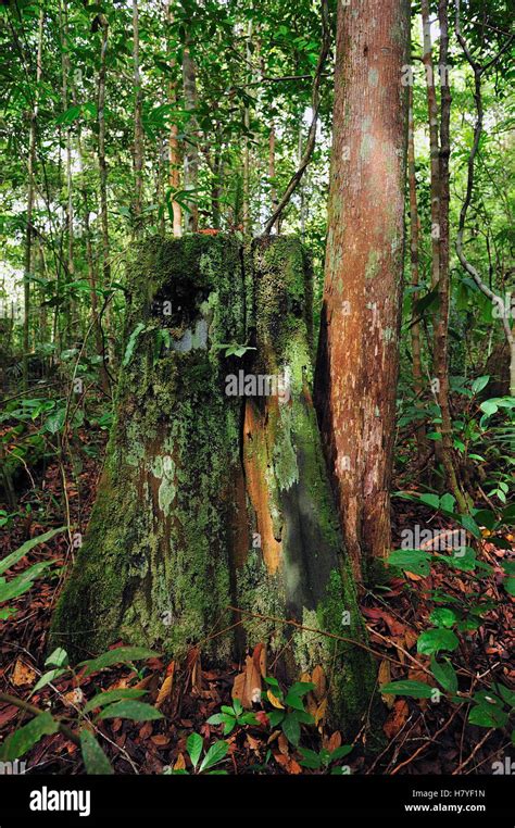 Ulin Eusideroxylon Zwageri Tree Trunk That Has Been Illegally Logged