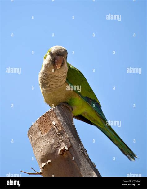 Green Quaker Parrot Stock Photo - Alamy