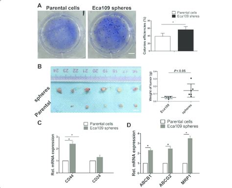 Analysis Of Proliferation Capacity And Tumorigenicity In Vivo A Colony Download Scientific