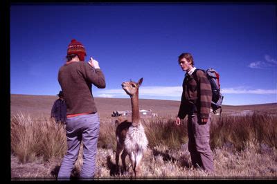 Destinos Tur Sticos De Ayacucho Reserva Nacional De Pampa Galeras