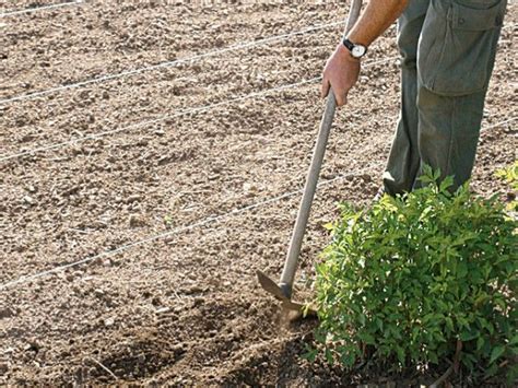 Sarclage Et Binage Potager D Sherbage Jardin Potager