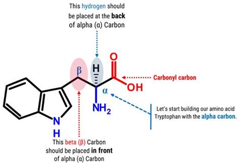 Tryptophan Amino Acid