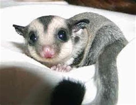 Cute!!! - Sugar Gliders Photo (28775541) - Fanpop