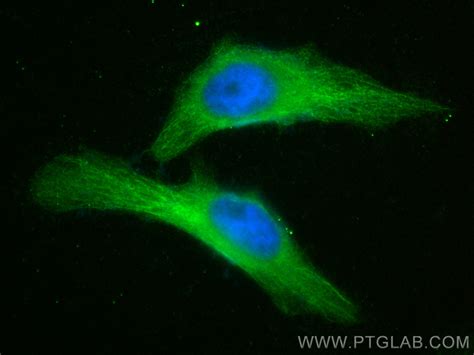 Alpha Tubulin Antibody Cl Proteintech