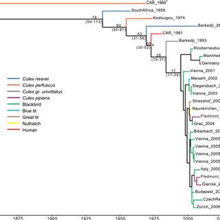 MCC Phylogeny Of The E Gene Of USUV Including The Subtype Denoted With