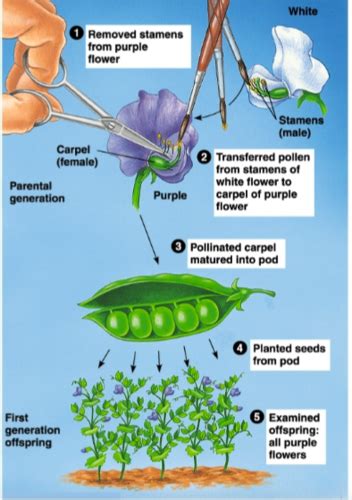 Mendel And The Idea Of The Gene Chapter Flashcards Quizlet