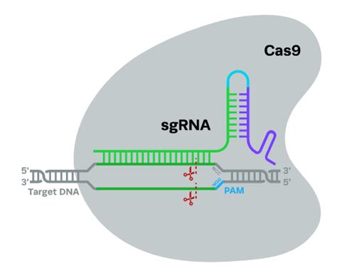 What Is Guide RNA GRNA Definitions Applications