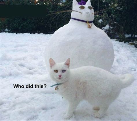 Snowcats Cat Snowman Inspiration For Feline Lovers Pictures Funny