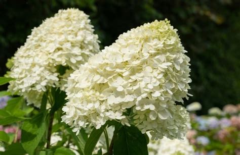 Forskellige Typer Af Hortensia Plantetorvet Dk