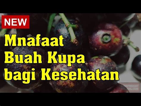 Temukan Khasiat Buah Kaliasem Yang Jarang Diketahui Biotifor