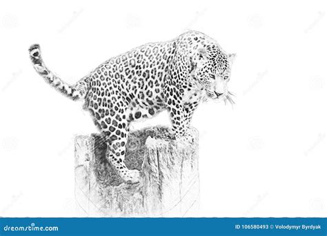 Leopard. Sketch with Pencil Stock Illustration - Illustration of ...