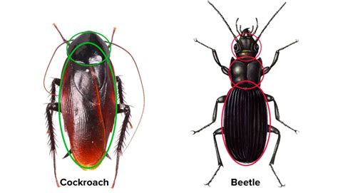 Cockroach Vs Beetle 5 Differences APB