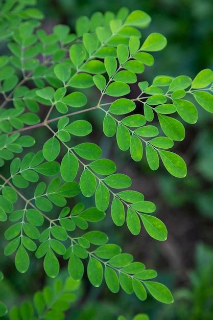 Premium Photo Drumstick Tree Herbal Green Moringa Leaves Tree Background