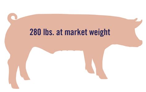 Life Cycle of a Market Pig - Pork Checkoff