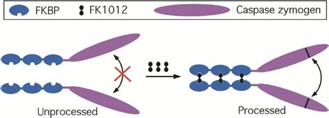 Caspase Activation Cell