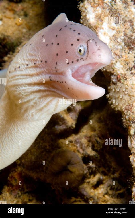 Geometric Moray Gymnothorax Griseus Red Sea Egypt Stock Photo Alamy