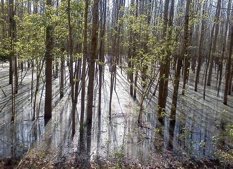 Free Images Tree Water Nature Marsh Swamp Wilderness Sun Trail