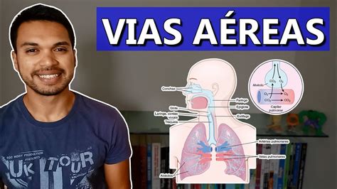 VIAS AÉREAS l Anatomia e função Respiratório 02 YouTube