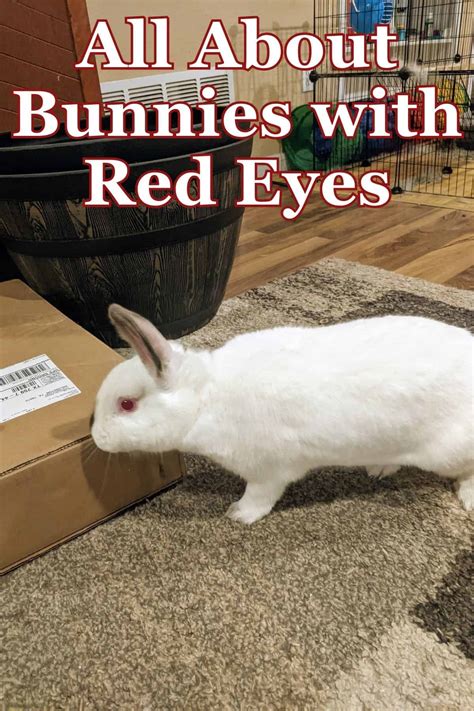 All About Bunnies With Red Eyes Why And How They Get Red Eyes Every