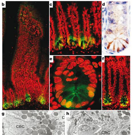 Lineage Tracing In The Small Intestine And Colon A Lgr Egfp