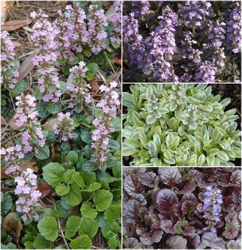Ajuga Reptans Multiple Varieties Ajuga Bugleweed Shades Of