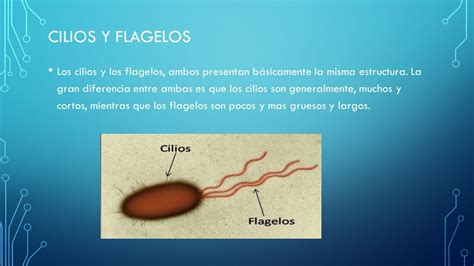 Cilios Y Flagelos Los Cilios Y Los Flagelos Ambos Presentan Básicamente La Misma Estructura La