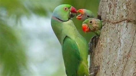 Las Aves Ideales Para Tener Como Mascotas En Casa