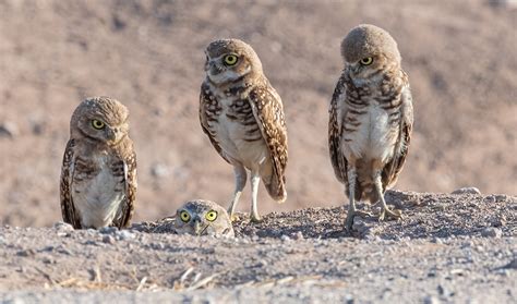 An Unlikely Burrowing Owl Boomtown | BirdNote