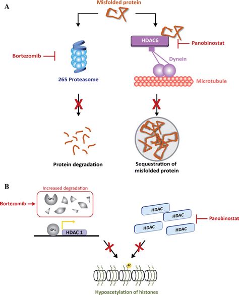 Panobinostat Mechanism Of Action Synergy With Bortezomib A Dual