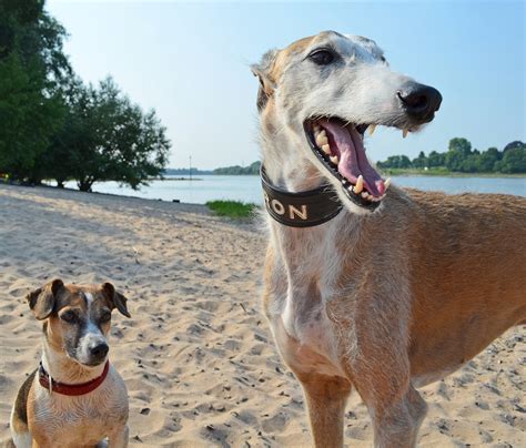 Hunde Windhund Strand Kostenloses Foto Auf Pixabay