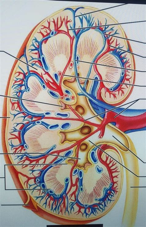 Kidney Veins And Arteries Diagram Quizlet