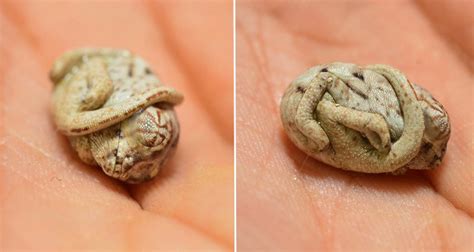 This Adorable Baby Chameleon Doesn't Realize He Has Been Born