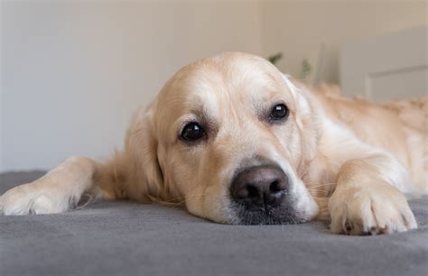 Fieber Beim Hund Symptome Ursachen Temperatur Messen