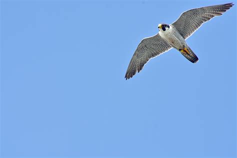 Peregrine falcons choose Ashburn quarry to raise their young - Ashburn