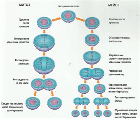 Картинки митоза и мейоза как на егэ