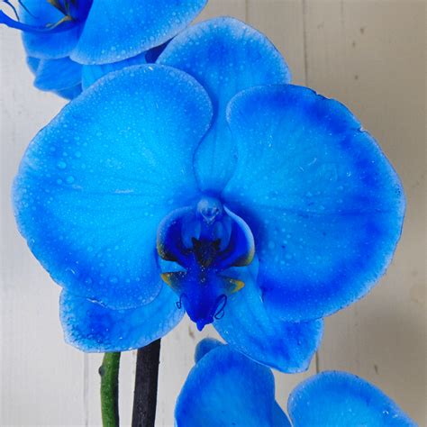 Recopilaci N Imagen Ramo De Orquideas Azules Abzlocal Mx