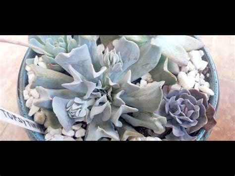 Eres Meu Paraiso Review Da Paleta Naked Swatches Resenha Maquiagem