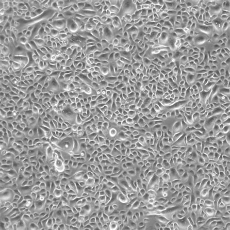 Human Airway Epithelial Cells Growth Factors Kit